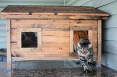 a cat hiding in a wooden house on the ground