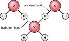 the diagram shows how hydrogen bonds are connected to each other