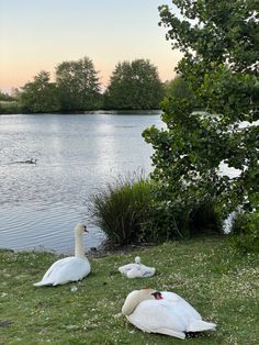 three swans are sitting on the grass by the water