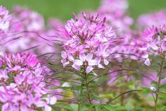 purple flowers are blooming in the field