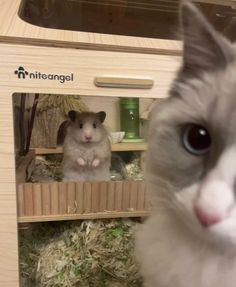 a gray and white cat sitting in front of a wooden box with a mouse on it