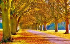 an image of a tree lined road in the fall season with leaves on the ground