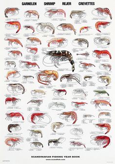 a poster with different types of shrimp and craws on it's sides