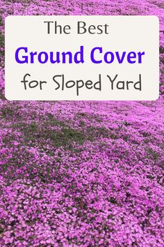 ground cover for sloped yard Hillside Rock Landscaping, Landscape Ideas For Sloped Front Yard, Landscaping Side Of House Slope, Landscaping For A Hill Sloped Yard, Small Sloped Front Yard Landscaping, Hillside Ground Cover Ideas, Fast Growing Ground Cover For Slopes, Aubrieta Ground Cover, Drought Resistant Ground Cover