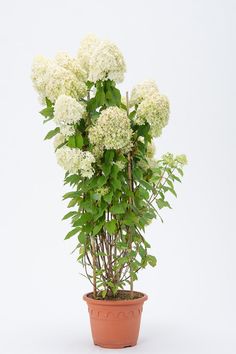 a potted plant with white flowers and green leaves in it on a white background