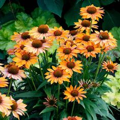 many orange and yellow flowers in a garden