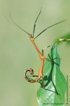 a praying mantissa sitting on a green leaf