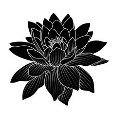 a black and white flower on a white background