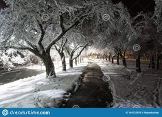 snow covered trees line the sidewalk at night