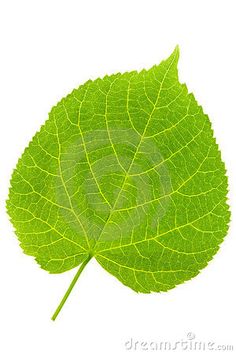 a green leaf is shown on a white background with clippings to the left