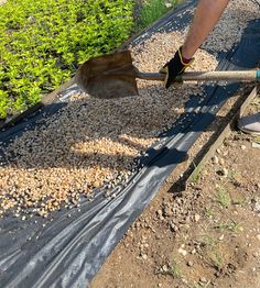 a person shoveling gravel into a garden bed with plants in the backgroud