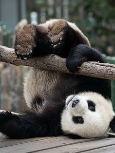 two panda bears playing with each other on a wooden platform