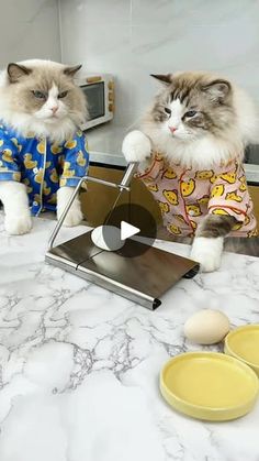 two cats in pajamas sitting at a table with plates and pans on the counter