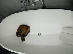 a cat that is sitting in a bathtub with it's head on the edge