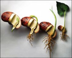 four different types of vegetables with leaves and roots in the shape of ladybugs