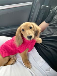 a small dog wearing a pink sweater sitting in the back seat of a car with its owner