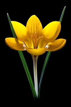 a yellow flower sitting in front of a black background with the words written in two languages