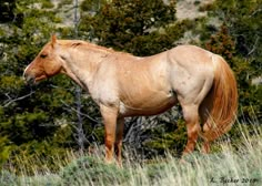 a brown horse standing on top of a grass covered field next to trees and bushes