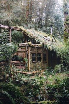 an old cabin in the woods with moss growing on it's roof and windows