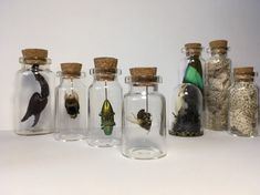 several glass bottles filled with different types of insects