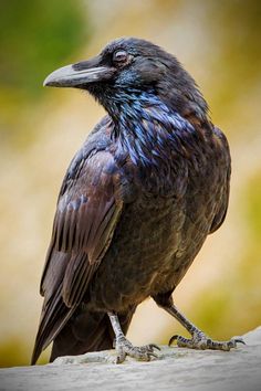 a black bird sitting on top of a rock