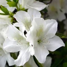 white flowers with green leaves in the background