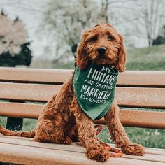 a brown dog wearing a green bandana sitting on top of a wooden park bench