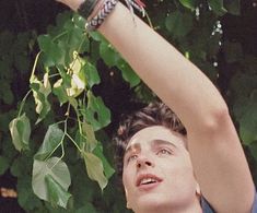 a young man reaching up to grab leaves from a tree