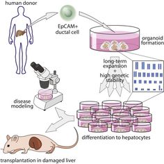 a diagram showing the effects of human and animal cells