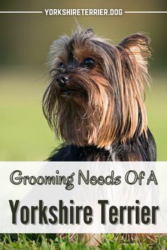 a yorkshire terrier sitting in the grass with text that reads, grooming needs of a yorkshire terrier