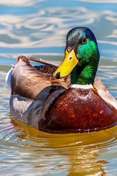 the duck is swimming in the water with its head above the water's surface