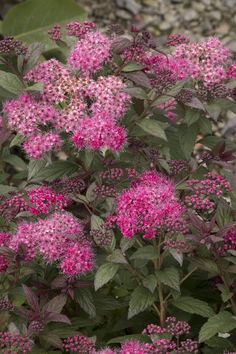 pink flowers are blooming in the garden