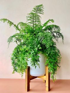 a potted plant sitting on top of a wooden stand