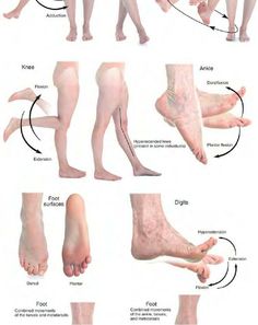 Anatomy references — feet, legs movements الفن الرقمي, Life Drawing Reference, Human Body Anatomy, Lower Extremity, Muscle Anatomy, Anatomy Poses, Body Anatomy, Massage Techniques, Body Reference