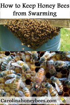 how to keep honey bees from swarming