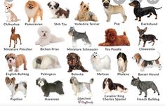 the different breeds of dogs are shown in this image, with their names on them