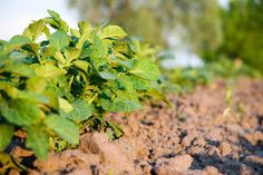 there is a small plant growing in the dirt