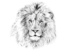 a pencil drawing of a lion's face with blue eyes and long manes