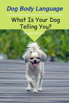 a dog walking across a wooden bridge with text overlay that reads, what is your dog telling you?