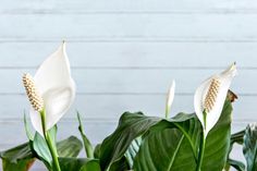 two white flowers with green leaves in front of a blue wall