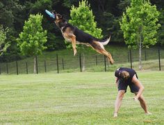 a dog jumping up into the air to catch a frisbee with its owner