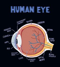 the human eye with all its parts labeled in blue and white text on a black background