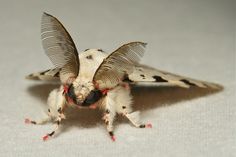 a close up of a small insect on a white surface with its wings spread out