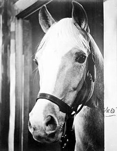 a black and white photo of a horse wearing a bridle on it's head