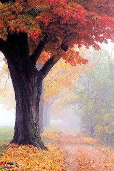 an autumn scene with leaves on the ground and fog in the air, along with a tree lined path