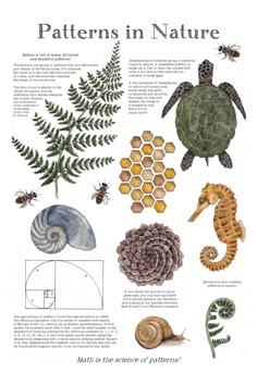 a poster with different types of plants and animals on it's sides, including sea shells