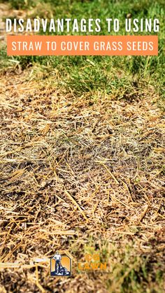 Disadvantages to Using Straw to Cover Grass Seeds Planting Grass Seed Summer, Growing Grass In Sandy Soil, How To Grow Grass From Seed, Planting Grass Seed In Spring, Grass Seed Tips How To Grow, Growing Grass From Seed, Bermuda Grass Seed, Planting Grass Seed, Best Grass Seed