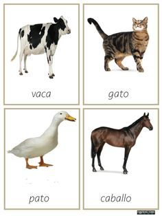 four different types of animals and their names in spanish, with pictures of the same animal