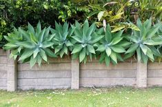 large green plants growing on the side of a concrete wall in front of some trees