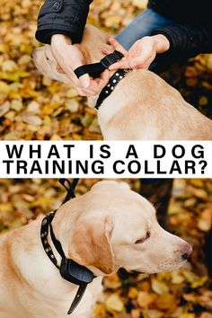 a dog is training collars on its owner's hand and the words, what is a dog training collar?